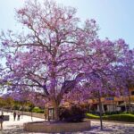Spring in Benalmadena